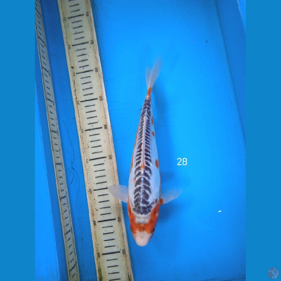 shusui 28cm