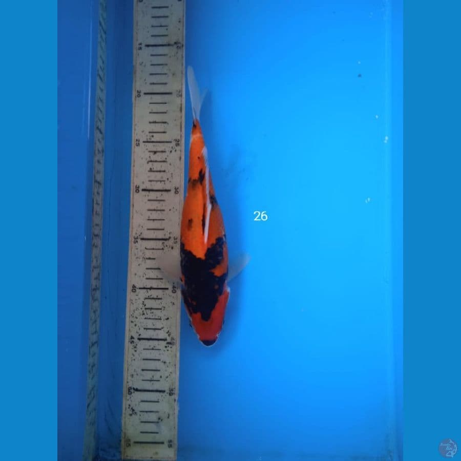 Hishowa 26cm