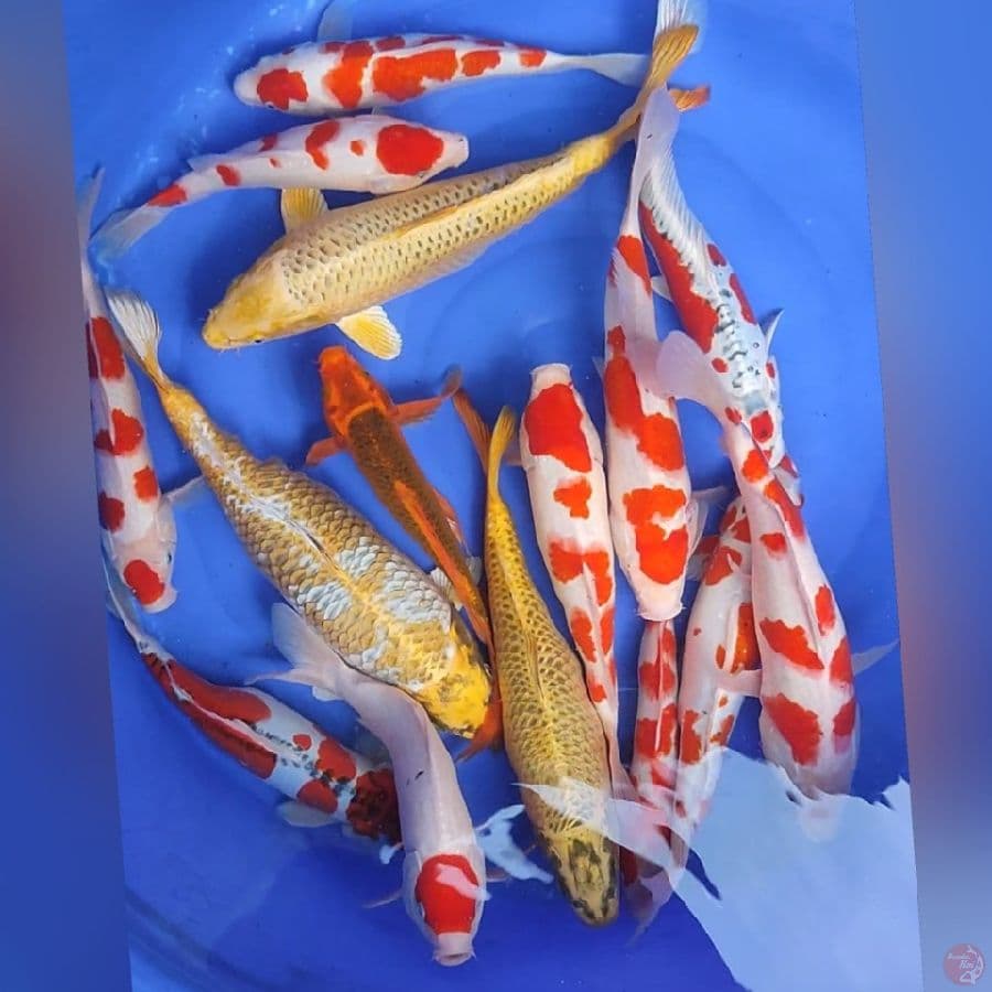 PAKET MIXX 30-42CM 15EKOR