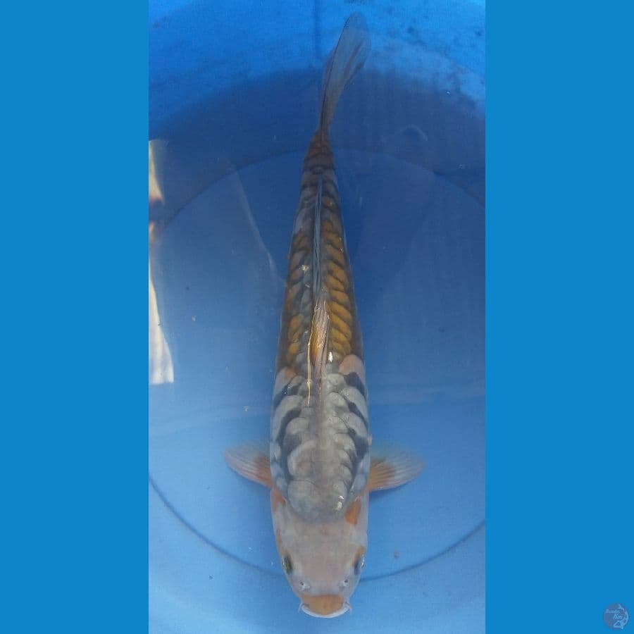 Ochiba Aragoke 42cm/F