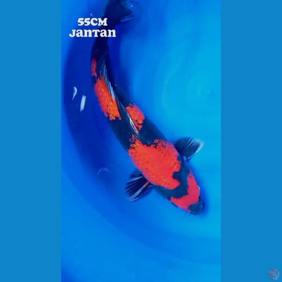 M 55Cm #HI SHOWA GINRIN