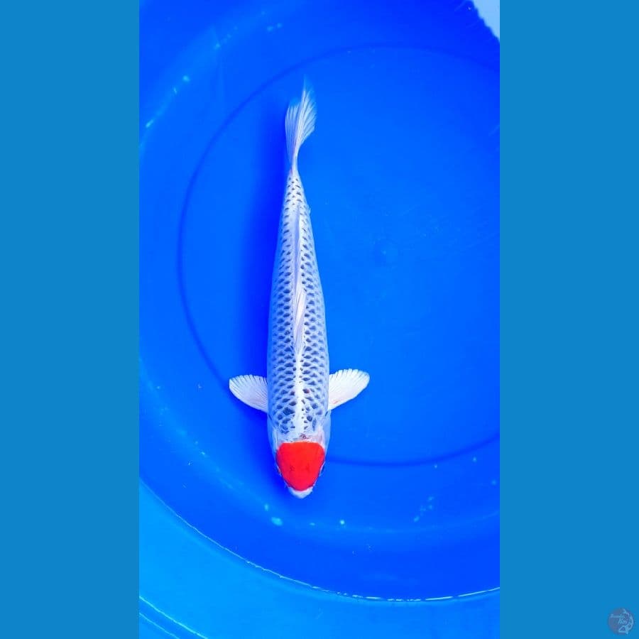 38Cm #TANCHO KUJAKU