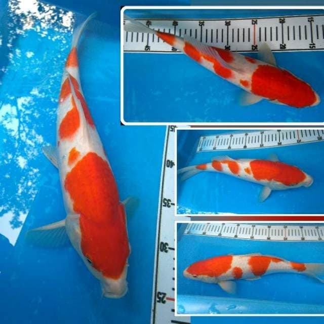 INK - Kohaku Istimewa (Flash sale)