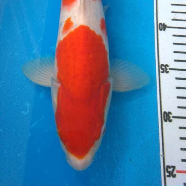 INK - Kohaku Istimewa (Flash sale)
