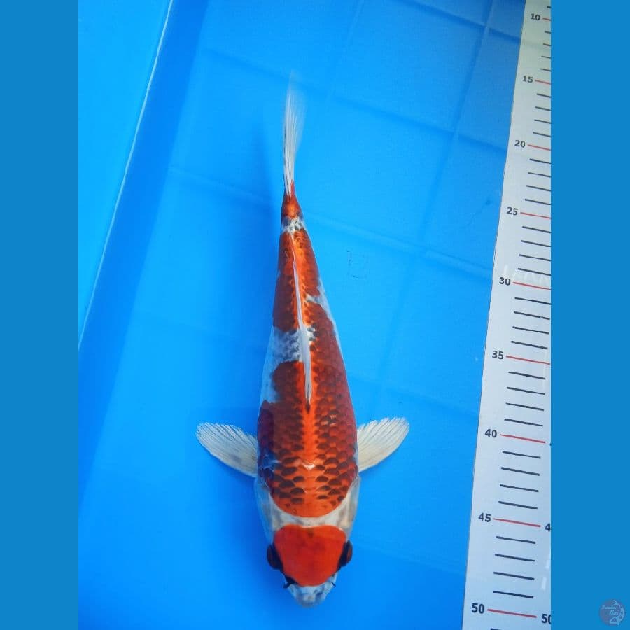 Maruten Kujaku ( SHORT BODY ) M 30