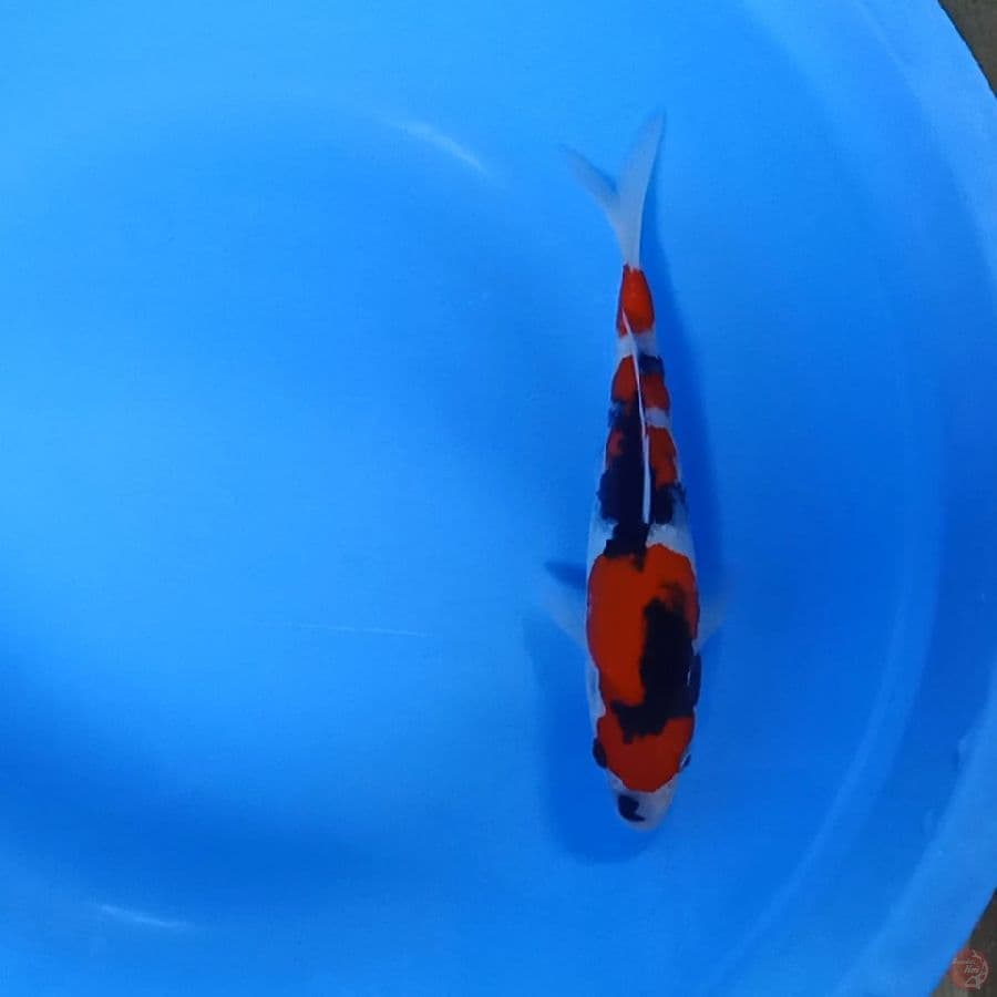 Showa 23cm, male