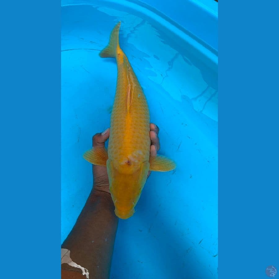 karasi corn