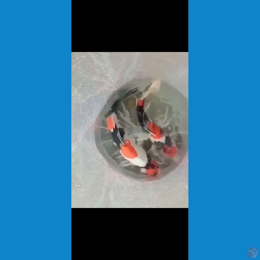 Induk Doitsu Maruten Showa 45cm, Pejantan sisik mariten showa 38cm
