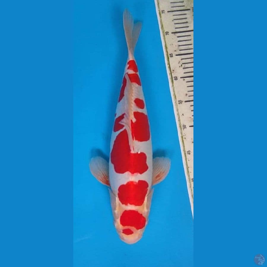 ORIGINAL DOITSU KOHAKU 40 CM MALE