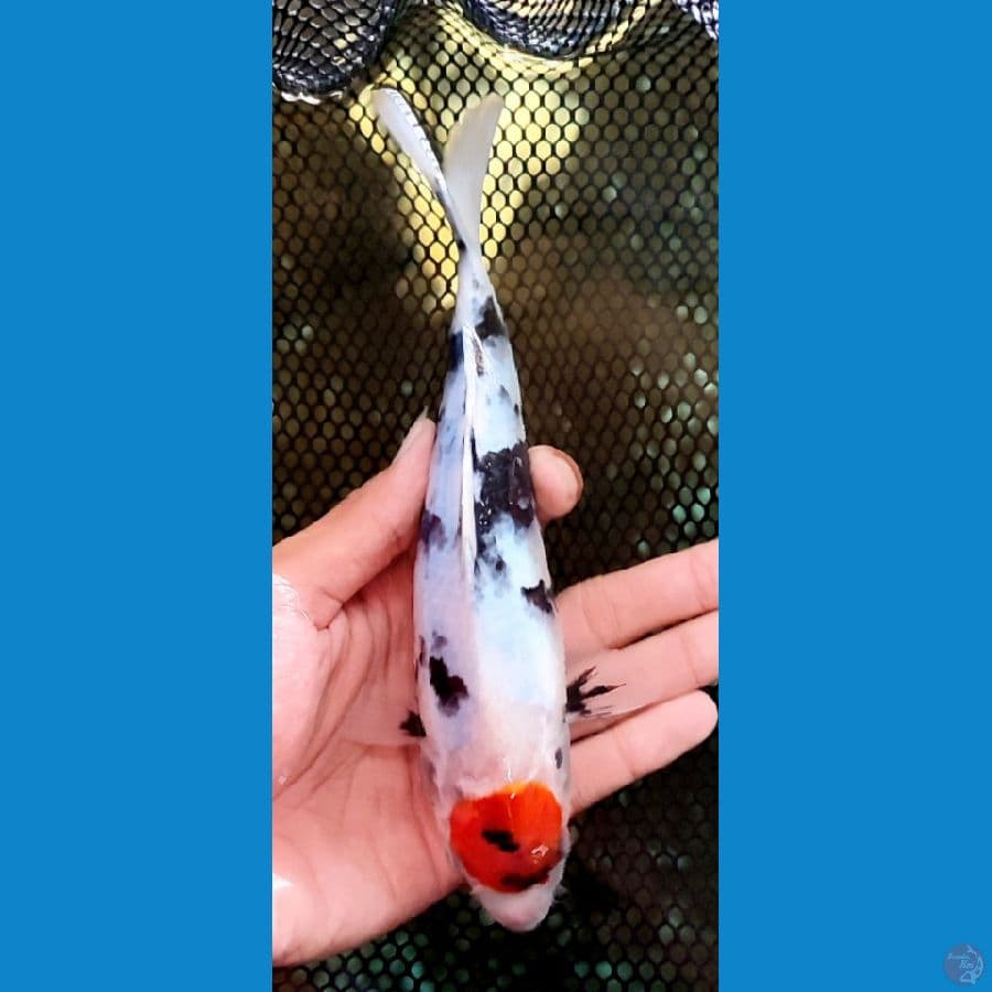 BAHAN KEEP TANCO SHOWA HQ -+ 23 CM