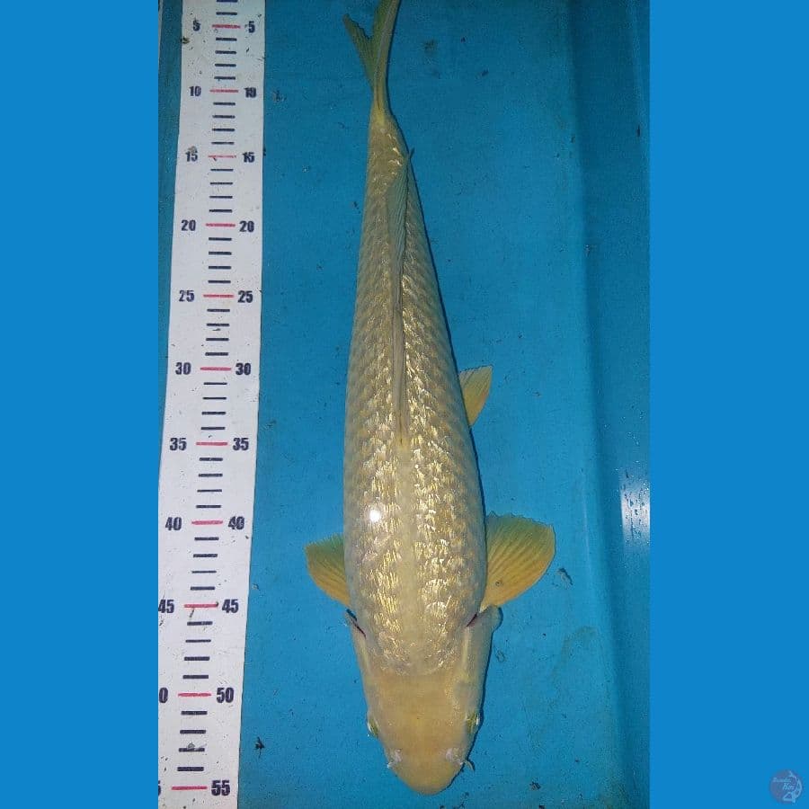 Soragoi ginrin 50 bu