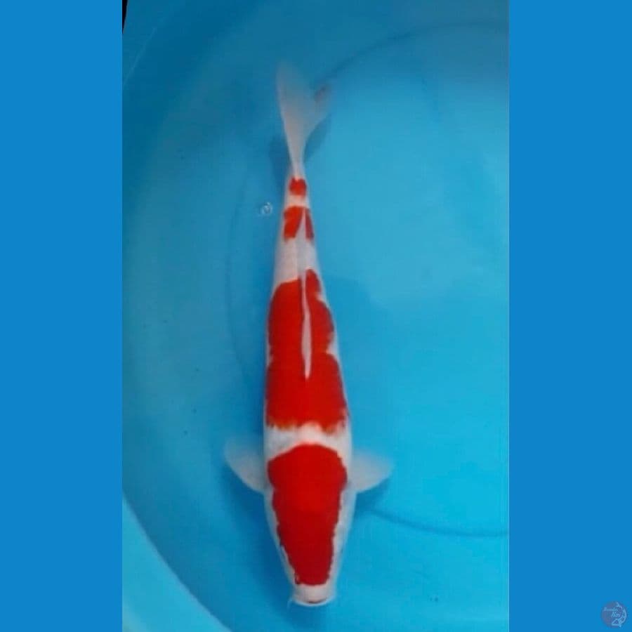 Kohaku
