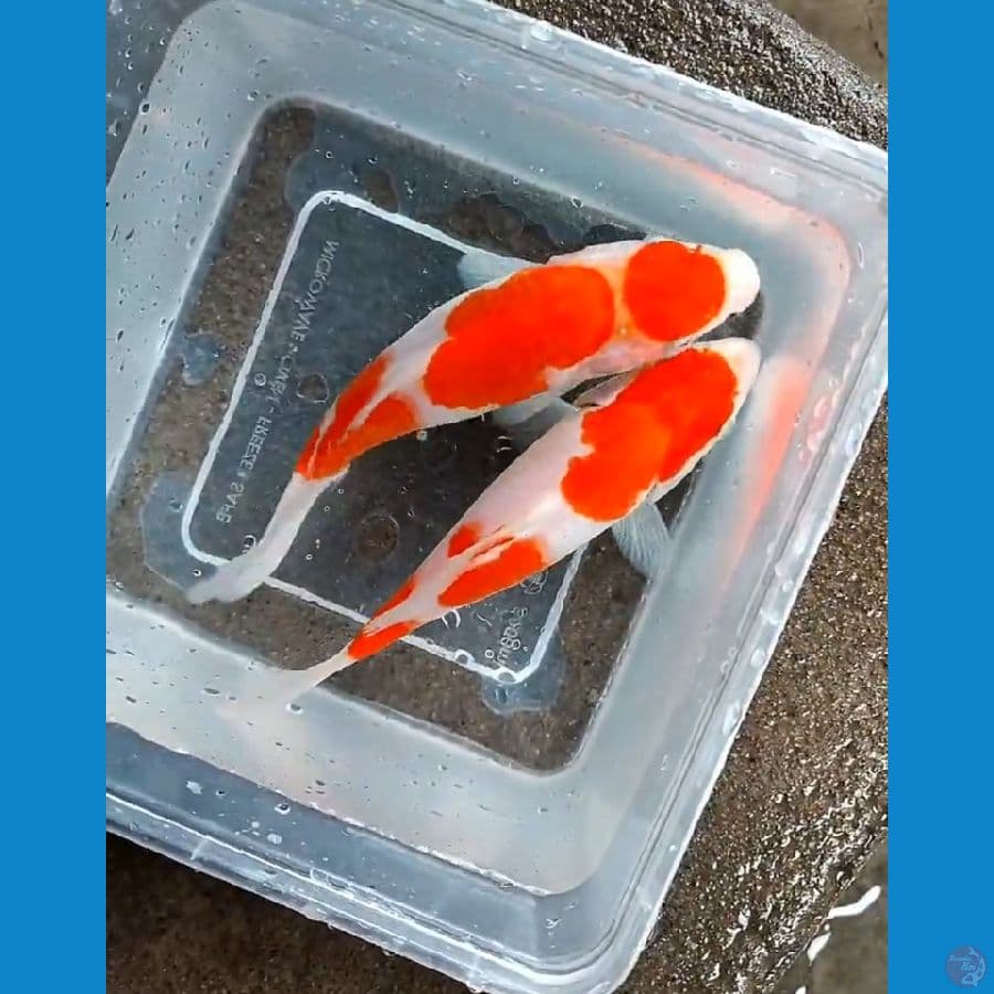 kohaku short body 18cm body proporsional cutting ringan sudah kering