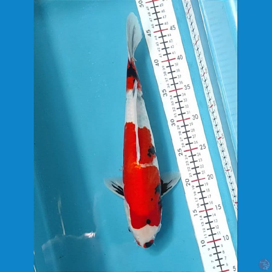 original 35cm
