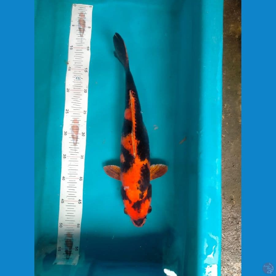 Kin Utsuri 40cm