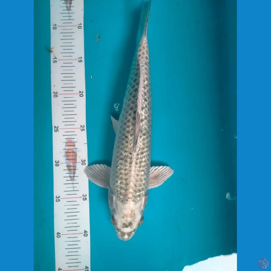 Mukasi Ginrin 34cm