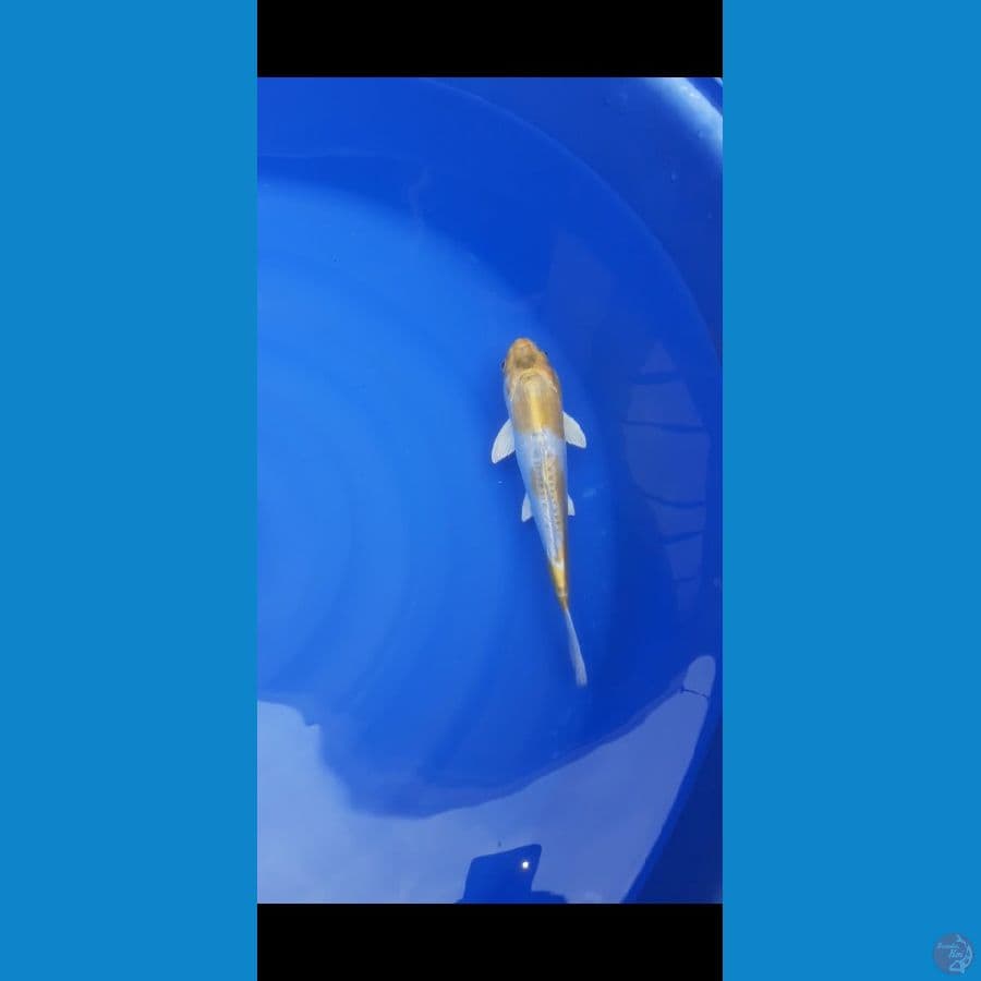 Hariwake Doitsu 35cm