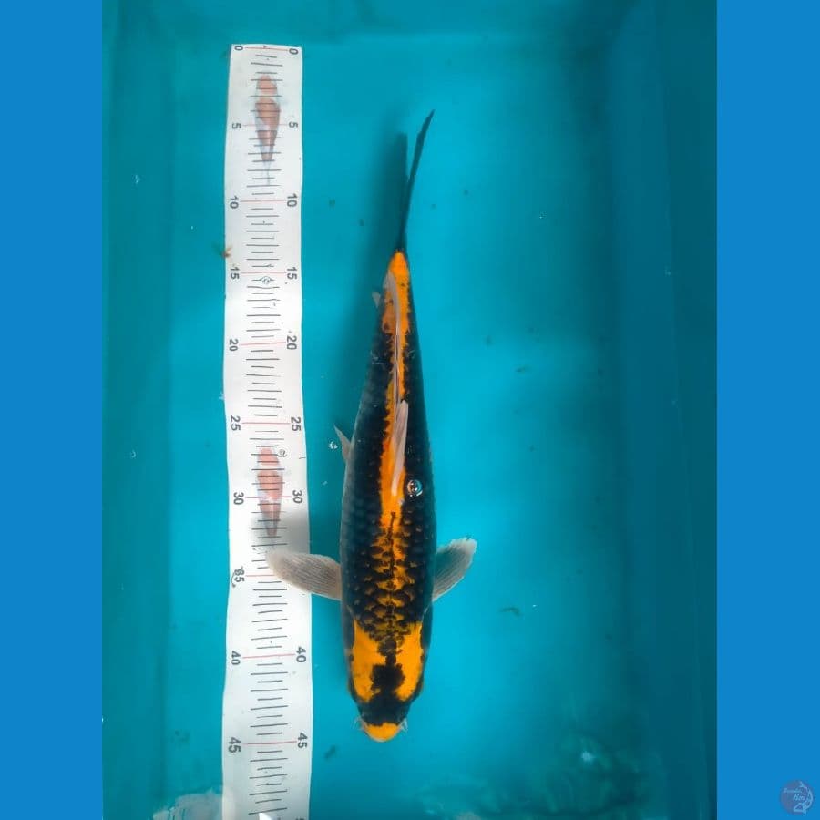 Kabuto 39cm