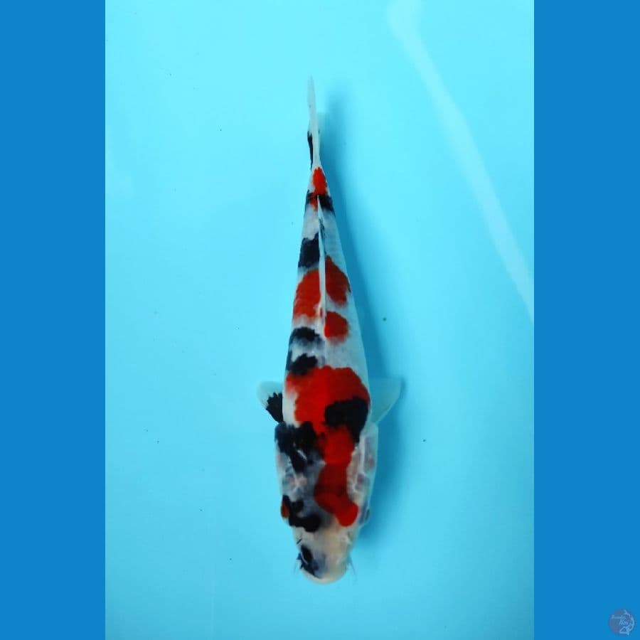 22cm