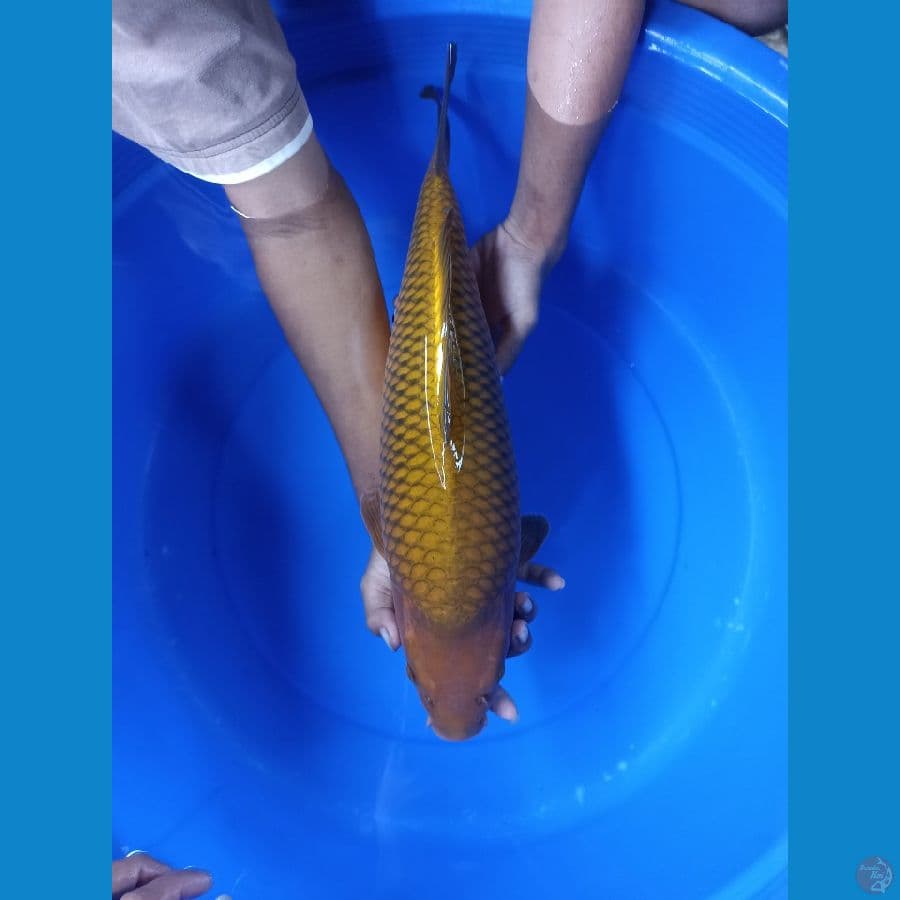 Cagoi jumbo