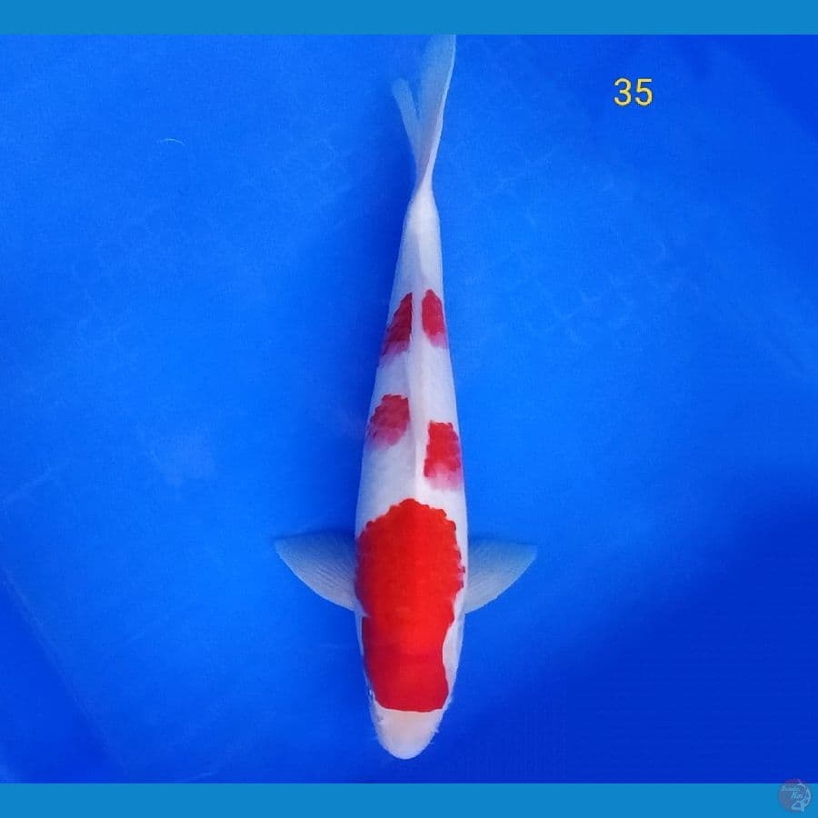 KOHAKU