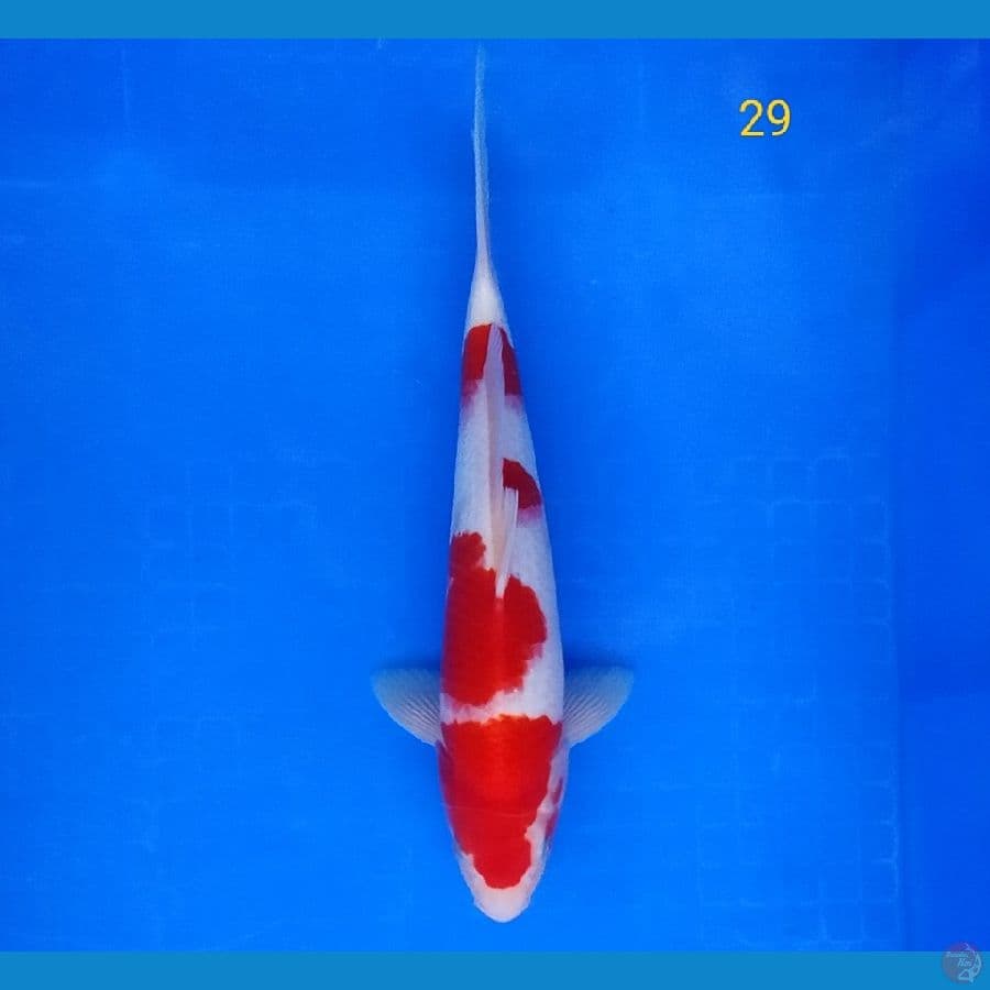 KOHAKU