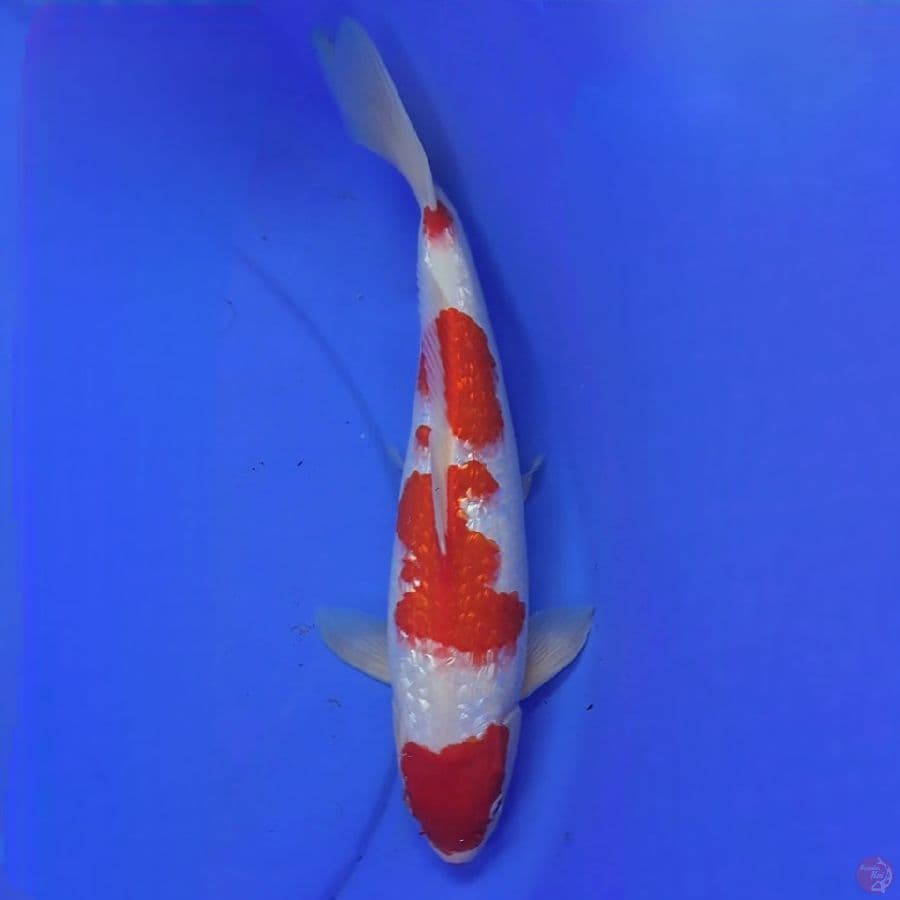 Kohaku ginrin