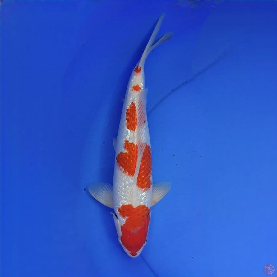 Kohaku ginrin