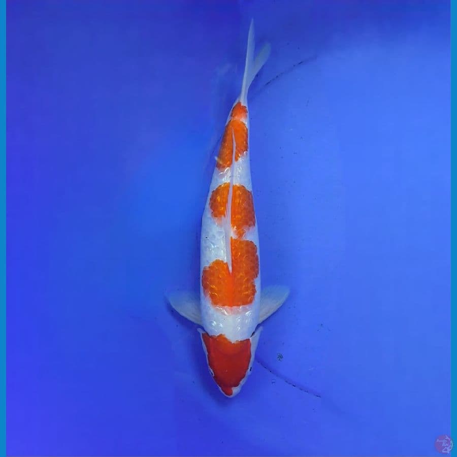 Kohaku ginrin