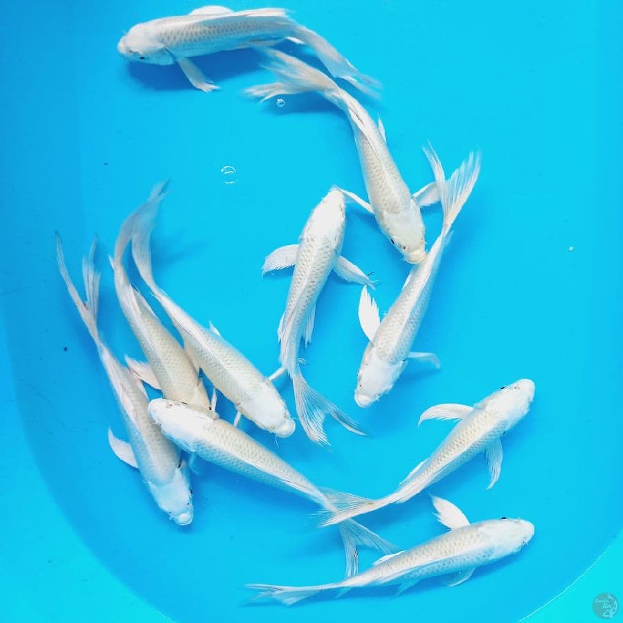 KUMPAY PLATINUM//10 EKOR//18-24 CM