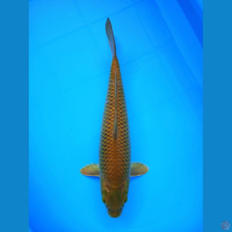 Penjinak Kolam 40