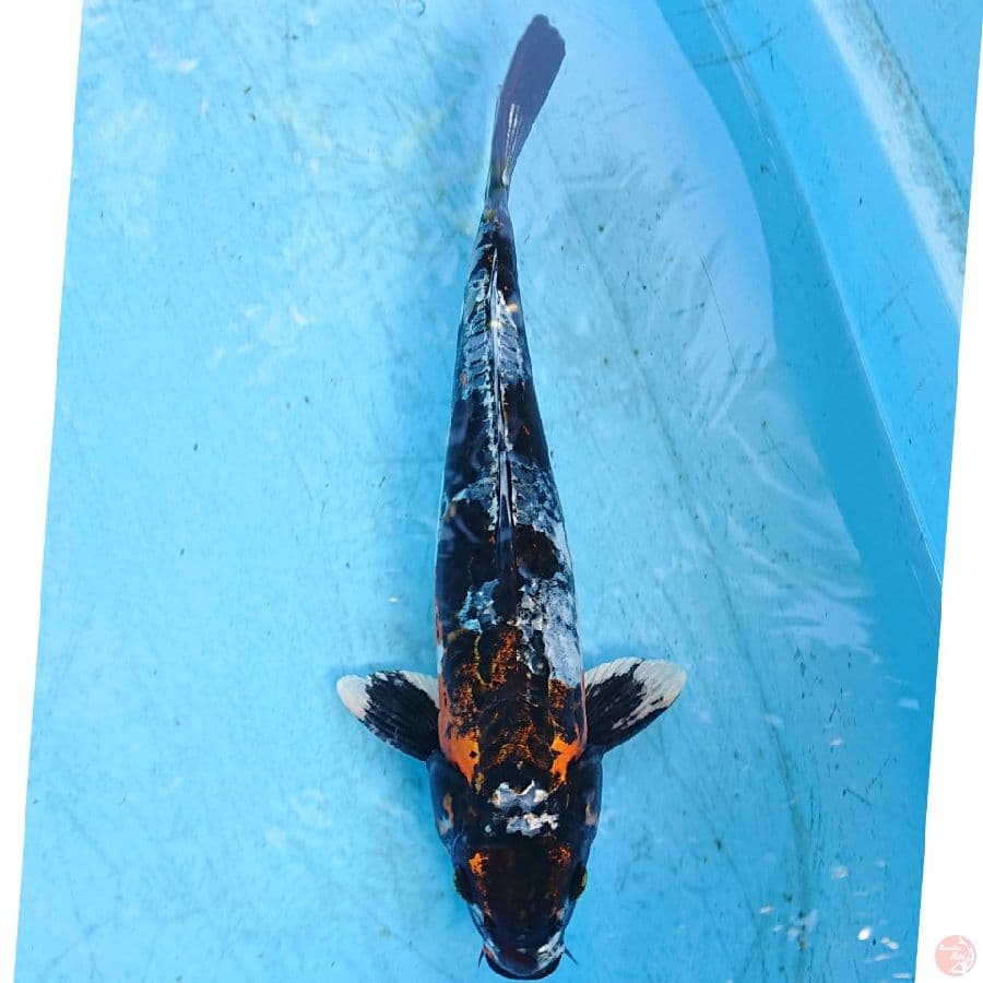 BENIKIKO 35 cm