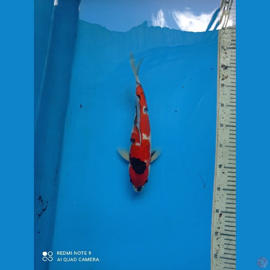 showa 33cm