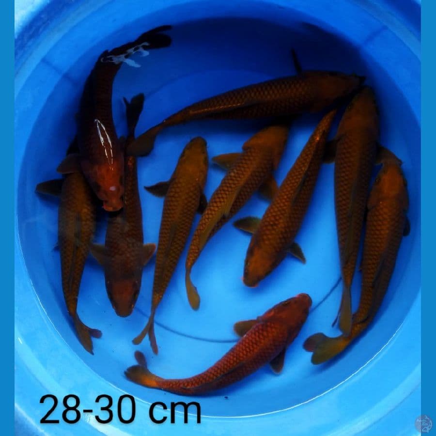 chagoi tembaga 28-30 cm