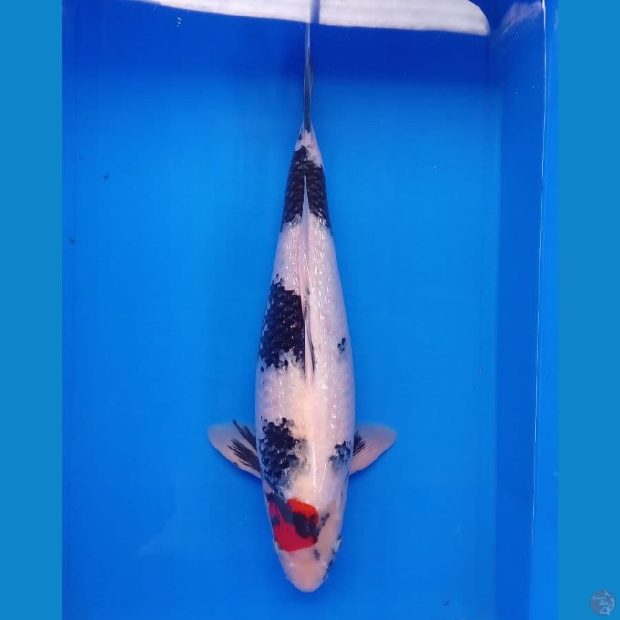 TANCHO SHOWA GINRIN FEMALE ORI 45CM