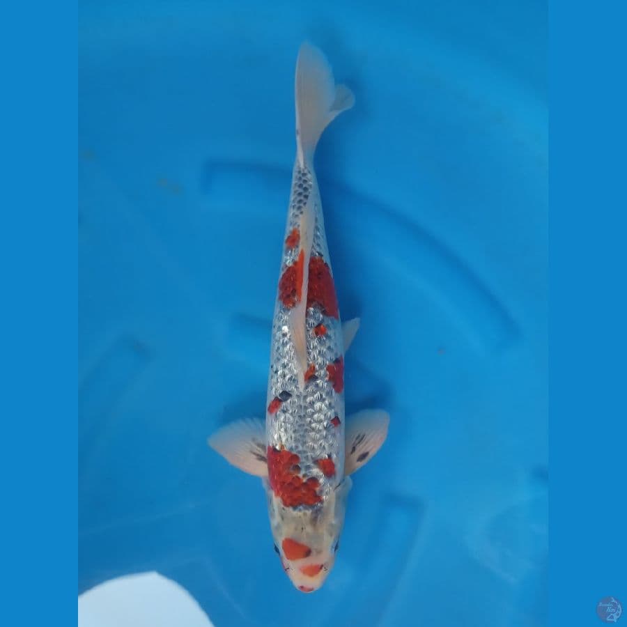 GOSHIKI GINRIN PADAT JANTAN 46CM