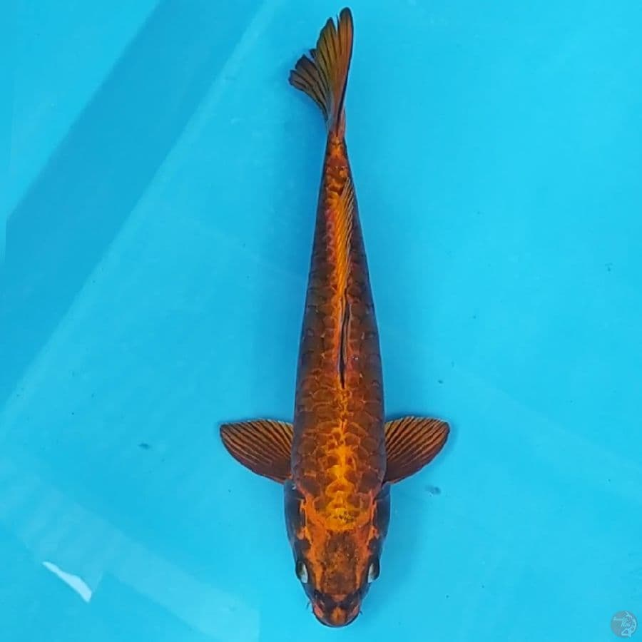 Mukashi Tembaga ~35 M