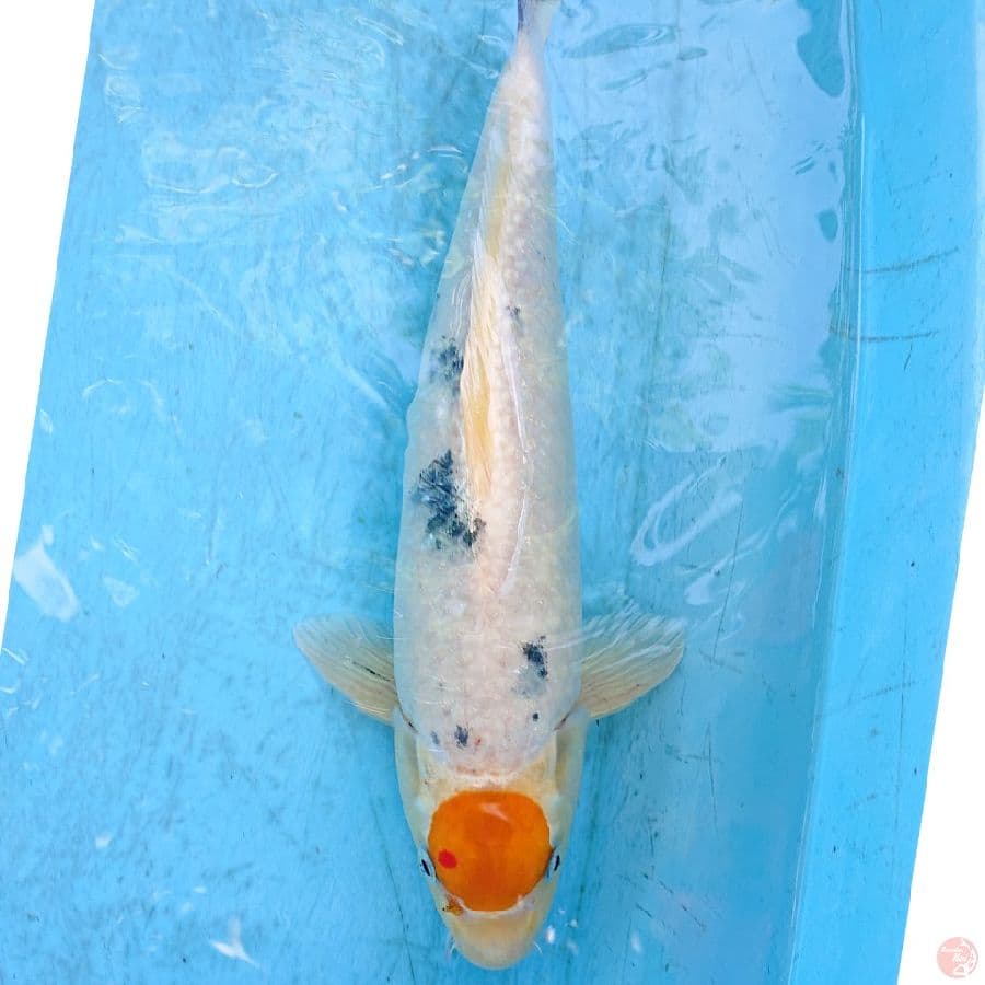 TANCHO 37 CM