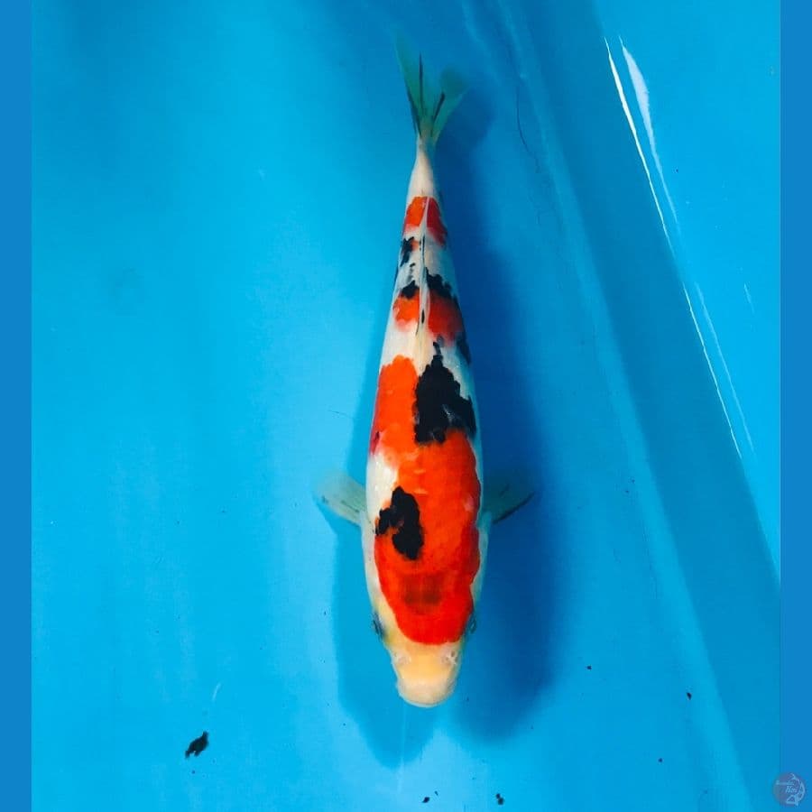 sanke 19cm