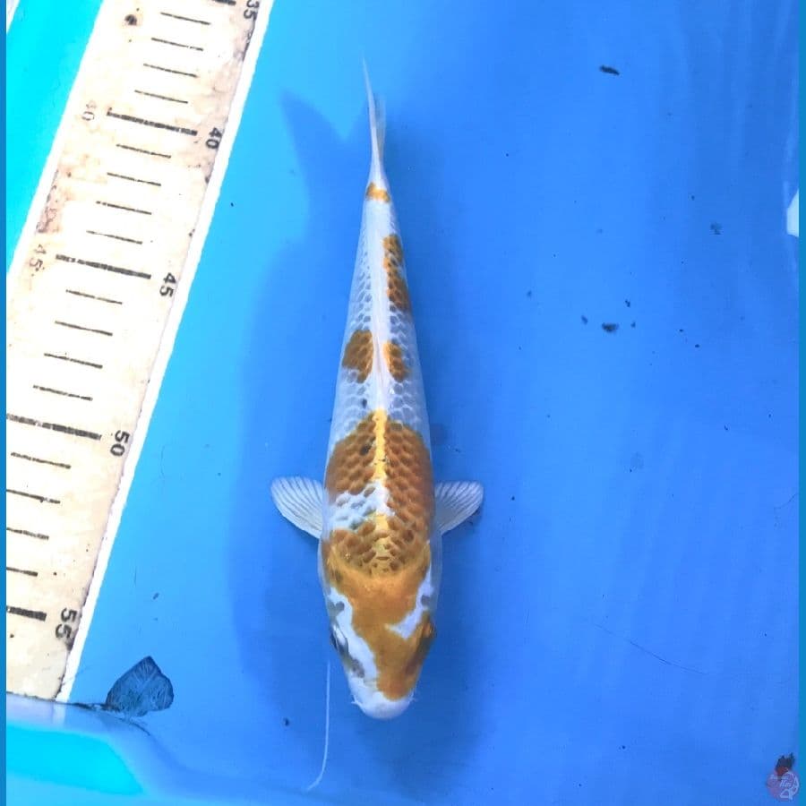 kirin 18cm