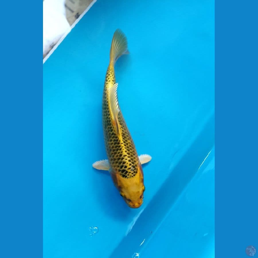 Kin madsuba 23cm