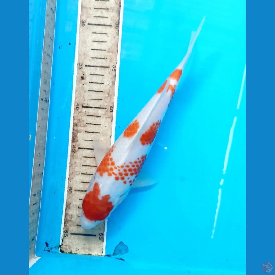 Kohaku kanoko 25cm