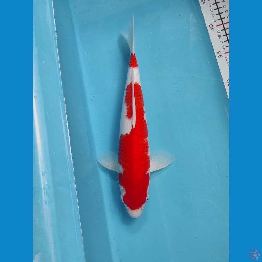 Original 31cm Male