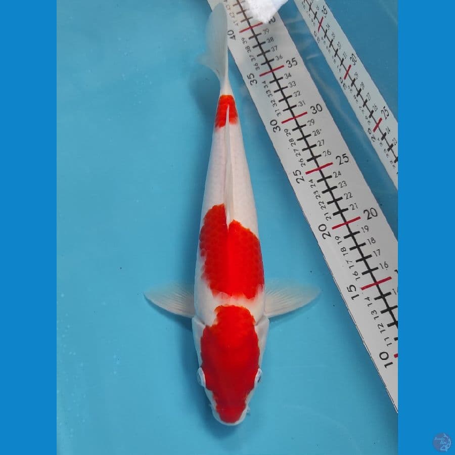 30cm Male
