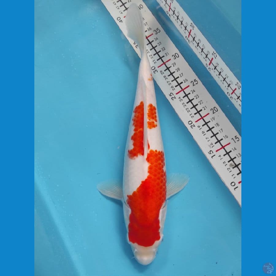 33cm Female