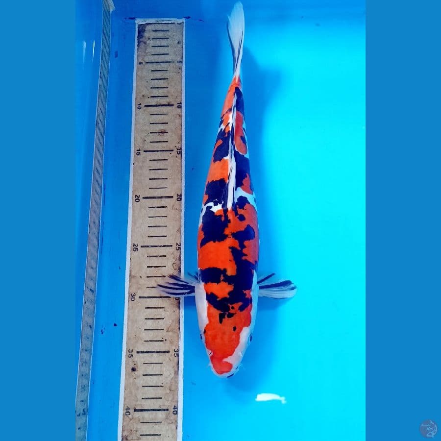 Doitsu 34cm/male
