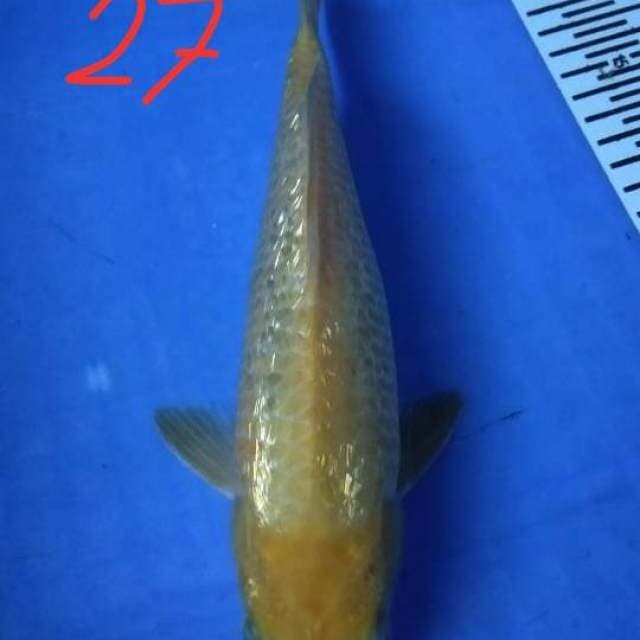 Karasi ginrin