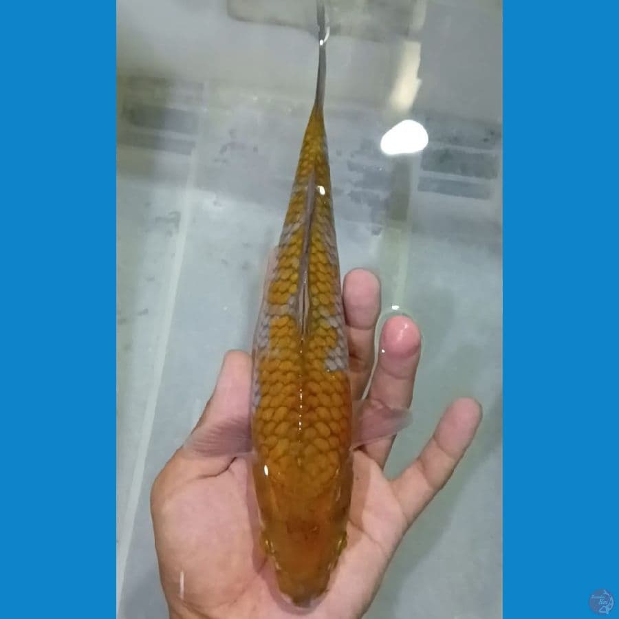 ochiba 25 cm