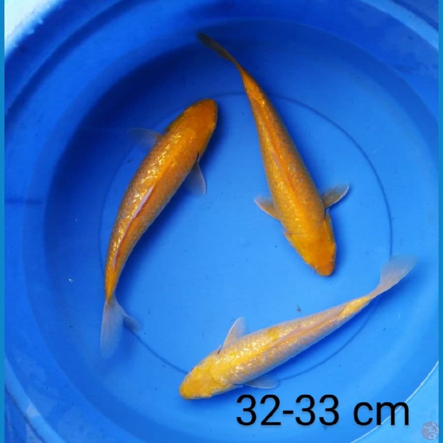 karashi full ginrin 32-33 cm mata merah