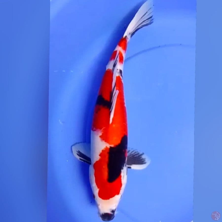 SHOWA STRONG 45CM